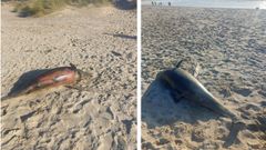 Uno de los delfines encontrado en la playa de Donios, en Ferrol