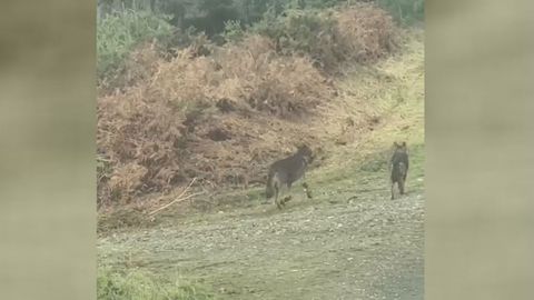 Lobos en la parroquia de Bazar, en Santa Comba