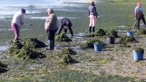 Mariscadoras a pie de A Illa de Arousa