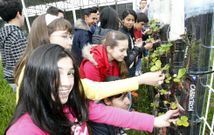 Alumnos del IES Alfoz-Valadouro cuidando esta semana las fresas que plantaron en botellas de pl�stico, sistema de huerto vertical. 