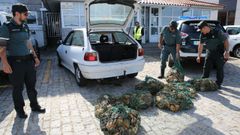 VIEIRA DE LA R�A FERROLANA DECOMISADA EN AROUSA