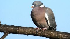 Hace pocas d�cadas, las palomas torcaces de nuestros campos y bosques comenzaron a acercarse a ciudades y pueblos. 