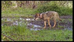 Lobo herido por el programa de marcaje del Principado, seg�n Fapas