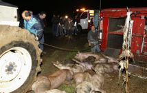 La retirada de los mam�feros del veh�culo pesado accidentado se realiz� en unas malas condiciones. 