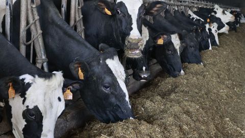 El objetivo de estas ayudas es mejorar la calidad de la leche gallega