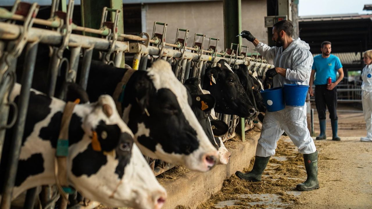 Galicia blinda su ganado frente a la dermatosis nodular contagiosa