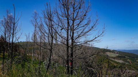 As est el monte de Barbanza un ao despus del gran incendio