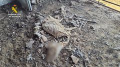 Una de las cabezas de ganado halladas muertas en la explotacin.