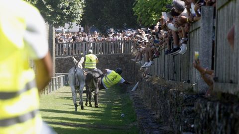 Un jinete fue evacuado en ambulancia. Este es el momento en que se cayó de su burro