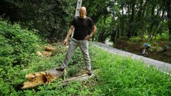 Enrique muestra restos de uno de los �rboles ca�dos en la carretera de Cecebre.