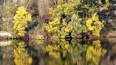 Las mimosas son unas de las plantas for�neas que m�s se han extendido por Galicia