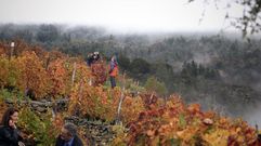Unos turistas se hacen fotos entre las vi�as despu�s de visitar la bodega Regina Viarum (Sober)