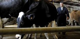 En los primeros ocho meses del a�o las vacas de desvieje perdieron 63 euros de media por ejemplar, en el mercado de Silleda. 