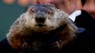 Cuando est soleado supuestamente la marmota ve su sombra y se mete en la guarida de nuevo, lo que quiere decir que habr seis semanas ms de invierno.