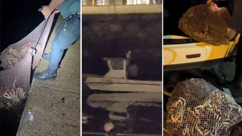 Incautados 74,5 kilos de centollo en Camarias
