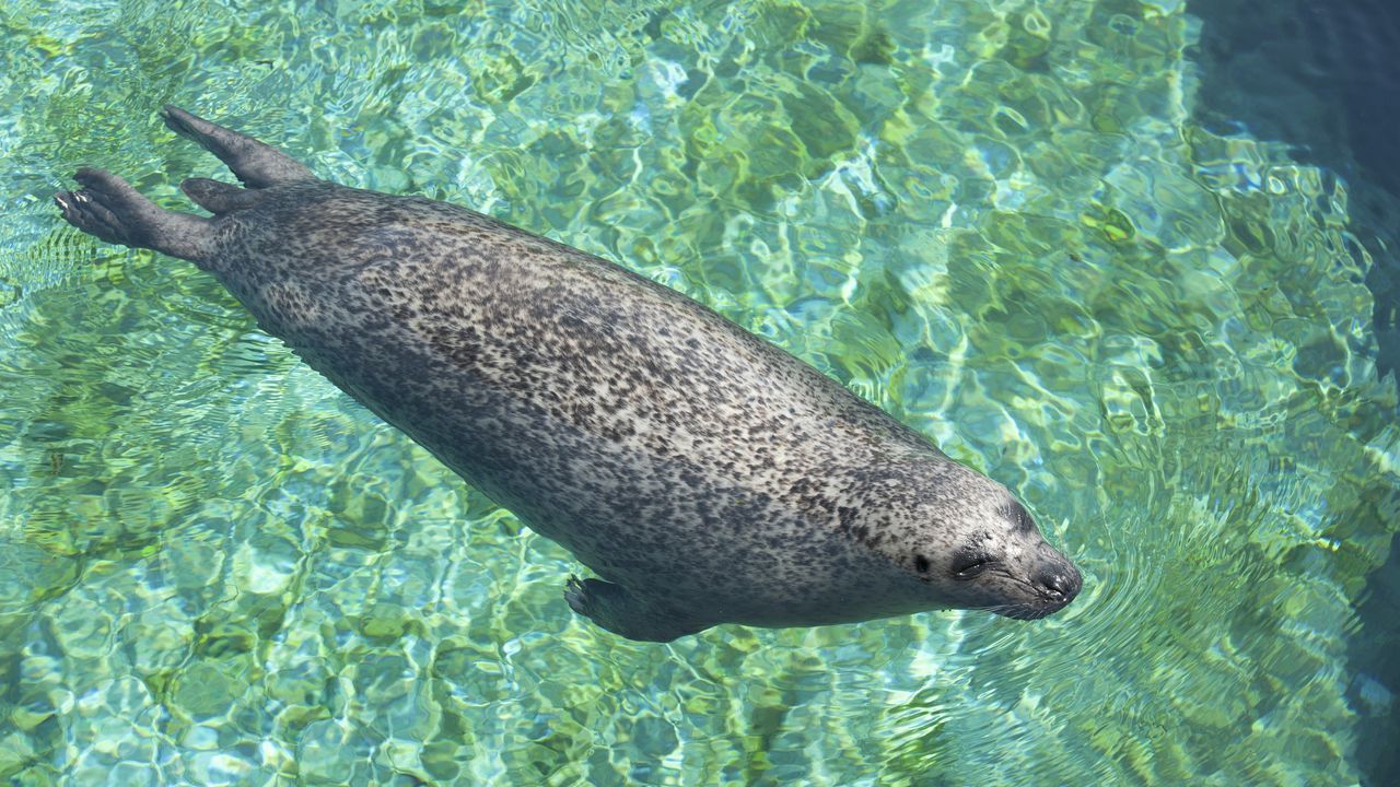 El regreso de la foca monje a España