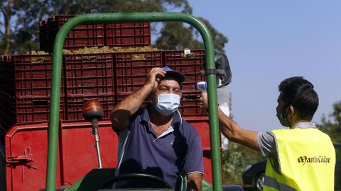 La vendimia coge ritmo en la bodega de Mart�n C�dax.