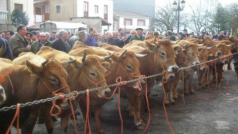 Feria ganadera de San Blas, en Tineo