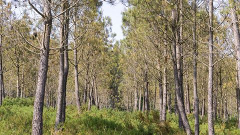 El pino es la especie que m�s abunda en la amplia superficie (m�s de mil hect�reas) que pertenece a la comunidad de montes de Lagostelle, cuya nueva directiva quiere buscar alternativas frente a la banda marr�n