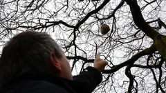 �Por qu� las velutinas se acercan cada vez m�s a las casas?