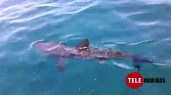 Avistan un tibur�n peregrino en Oia