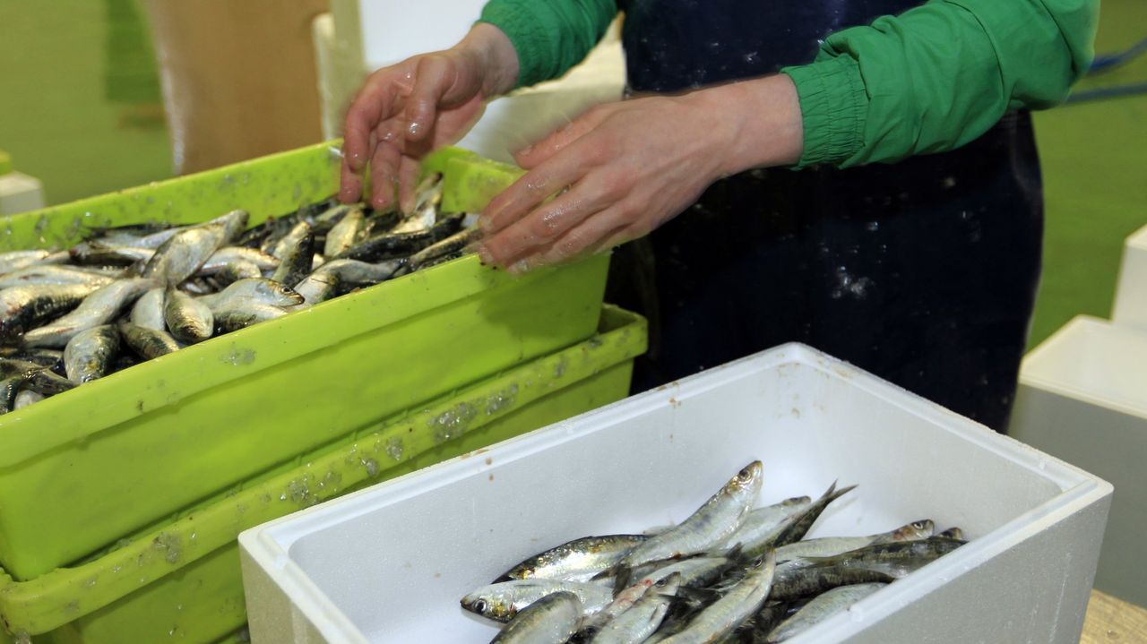 Sardinas ibéricas, mercados e industria