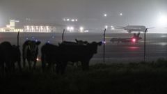 Un dron estadounidense MQ-9 Reaper ?una aeronave militar no tripulada conocida como �dron asesino�? en la Base A�rea de Lajes, Praia da Vit�ria, en la isla Terceira, en Azores el pasado mes de abril. 