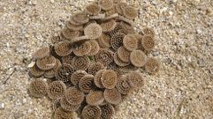 Las extra�as ruedecillas que aparecieron en la playa de La�o, en Poio