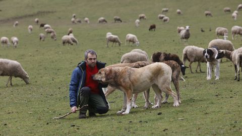 Xavier Fernndez, con los mastines que resultaron heridos en un ataque de lobo