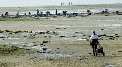 Todos los bancos marisqueros de la r�a de Pontevedra est�n ya libres de toxina. En la foto, trabajadoras en la zona de A Seca (Poio). 