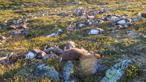 M�s de 300 renos murieron en Noruega por un rayo