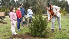 Nueva vida para los �rboles de Navidad en Pontevedra