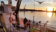 Un cerquero descargando en el puerto de A Coru�a en junio del 2026.