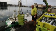 Un pesquero de bajura descargando xarda a finales de marzo en Burela, lonja que repite liderazgo en Galicia en la venta de este pescado azul