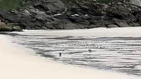 Como la foto fue tomada a mucha distancia, al acercarla se ven difusos los dos lobos merodeando por la playa de Esteiro