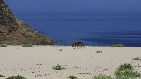 La playa canina de Bens, A Coru�a