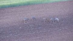 Una manada de lobos pasea por una finca de cospeito