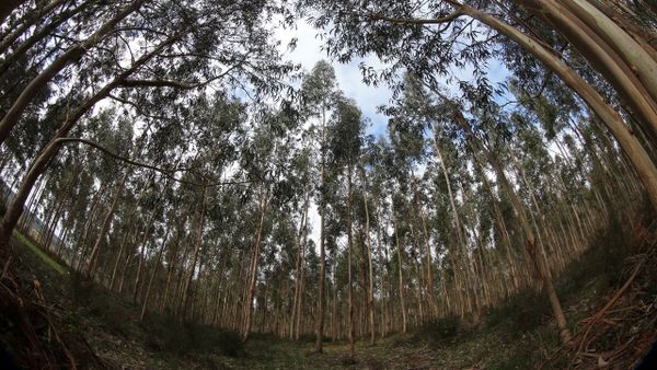 Plantaci�n de eucaliptos