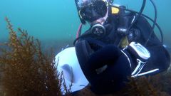 Suelta de camarones en las Cíes