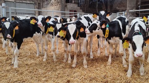Terneritas antes de partir a los centros de recra