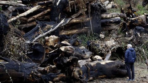 As� est�n ahora los casta�os de Vilar do Courel, tres a�os despu�s del incendio