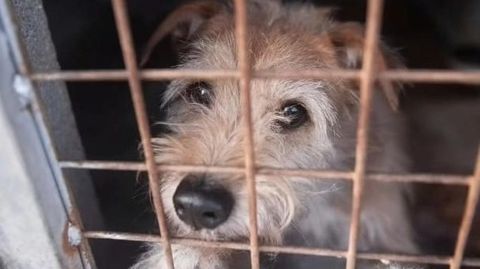 Rubi pas� ocho meses en la perrera hasta que encontr� una nueva familia en Barcelona