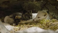 Fotograma de la pel�cula de Guillaume Maidatchevsky �Kina & Yuk�. 