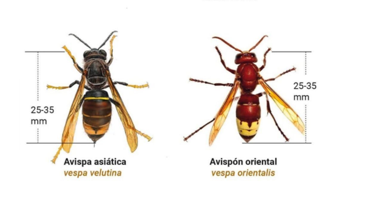 Reclaman medidas para frenar la expansión del avispón oriental, capaz de decorar 33 abejas melíferas al día