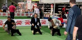 Las exposiciones nacional e internacional caninas, ayer y hoy, tienen el escenario del Lal�n Arena.
