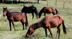Imagen de los caballos del parque, cuyo estado han denunciado ex empleados del parque.