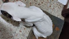 El animal estaba en estado de caqueixa severa (desnutrido), deshidratado y rodeado de heces