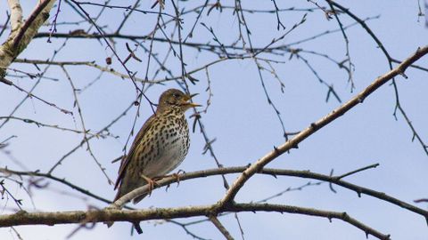 Os especialistas en aves adoitan distinguir os cantos como o deste tordo, importantes no cortexo, doutros sons