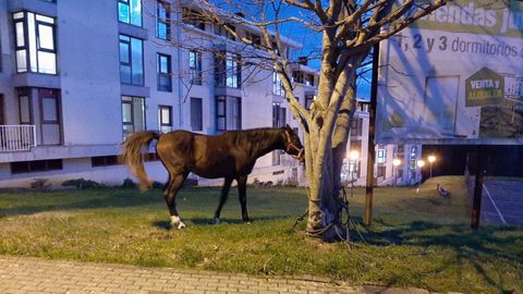 El caballo, hace das en los jardines del Pazo das Condesas, donde apareci tras escaparse de la finca en la que estaba