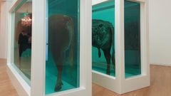 Detalle del ic�nico toro partido por la mitad �Father(Divided)�, obra de Damien Hirst.